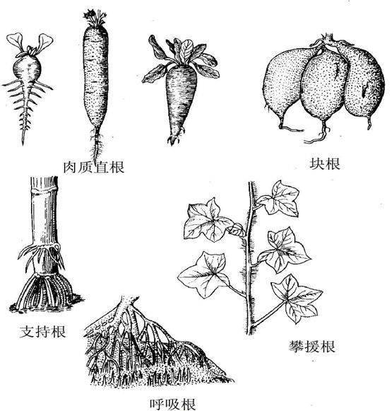 合果芋变态根类型图片