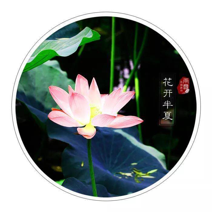 花开半夏光阴如莲