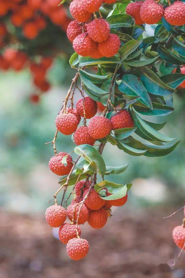 晚熟的惠来荔枝盛夏里不可错过的一口沁甜