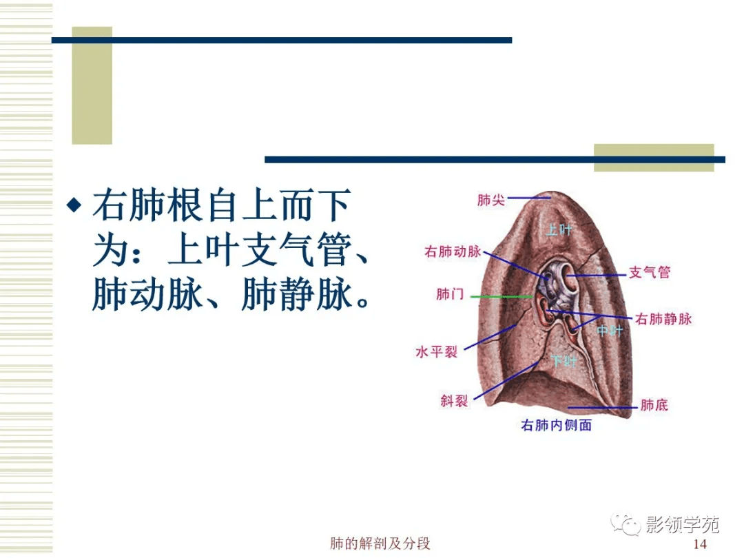 肺部解剖与分段