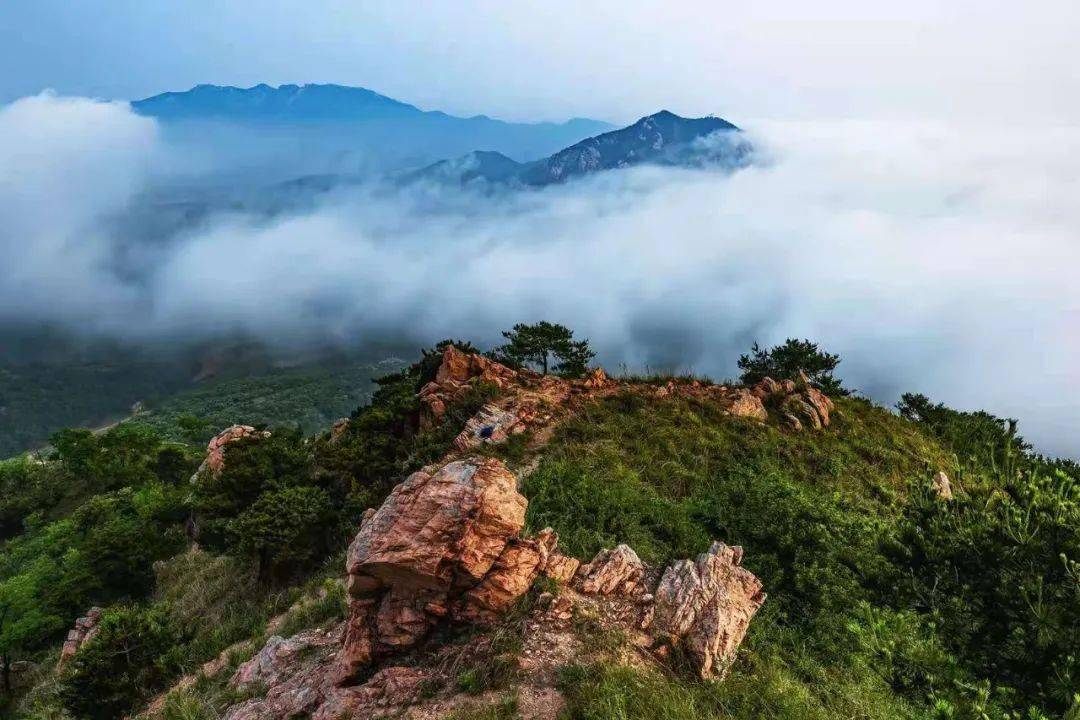 夏天的松柏,有著不一樣的美麗.