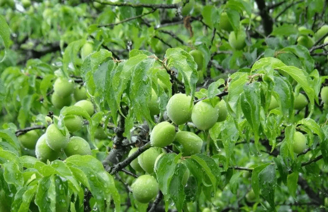 盛夏消暑细说乌梅