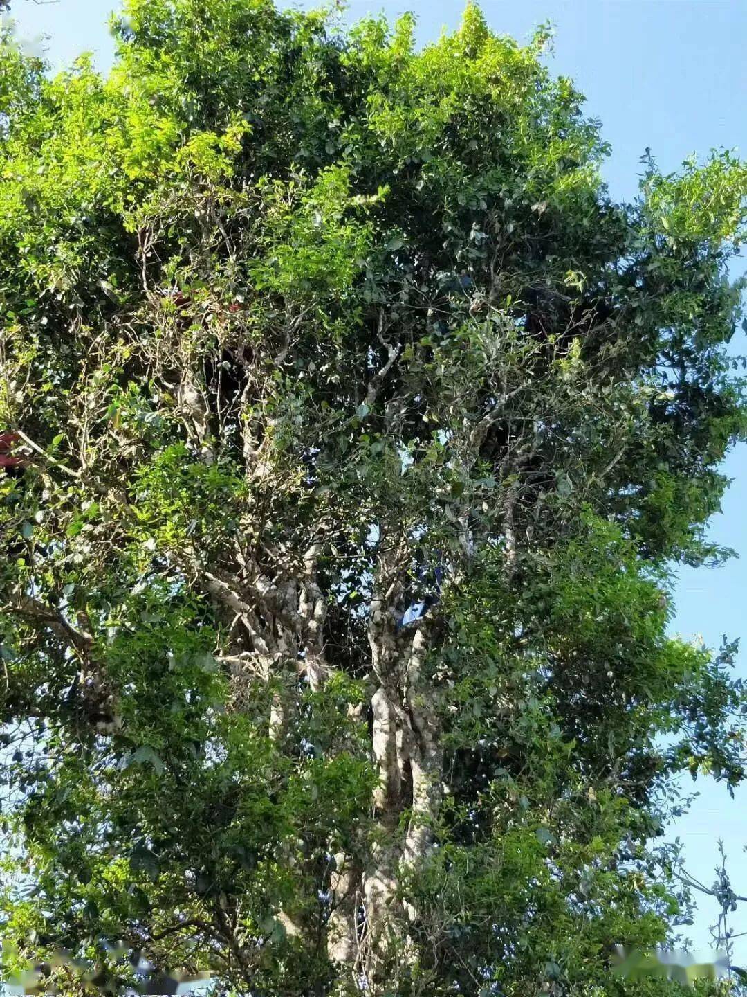 你知道普洱古茶树我国有多少棵吗