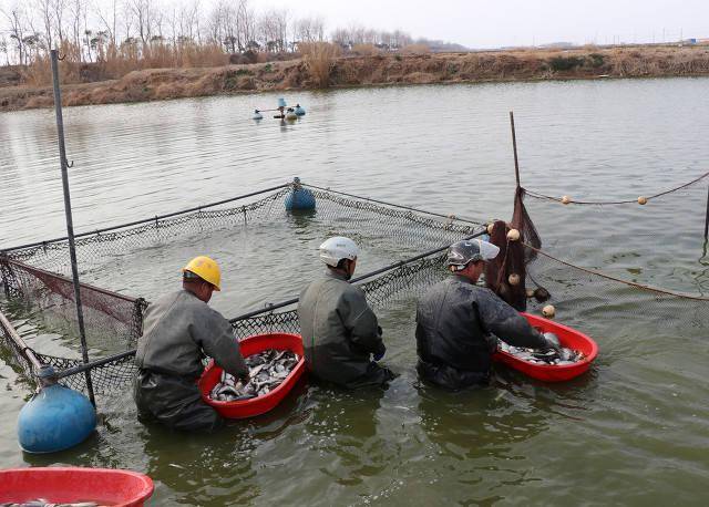 鱼苗养殖高产技术