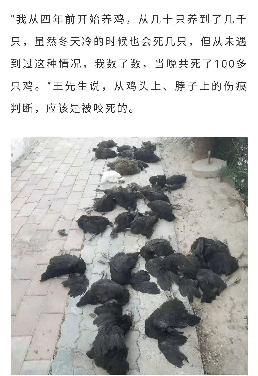 龙桥小区鸡多图片