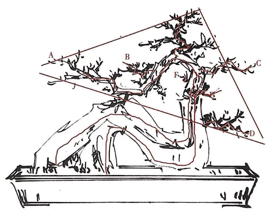 好桩材需好设计,顺着5个思考脉络,绘制罗汉松盆景设计图!_造型