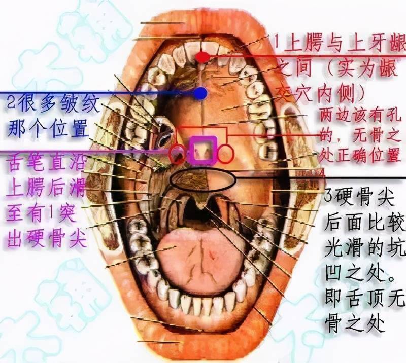 练习内家拳舌抵上腭的秘密