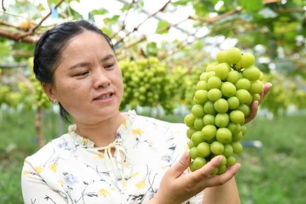 7月7日,在廣東南雄市烏逕鎮田心村的黃金香印葡萄扶貧產業園,員工