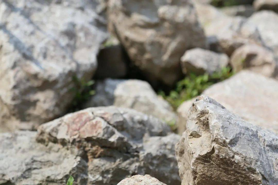 野草|中国摄影网签约摄影师深蓝：多余的地方