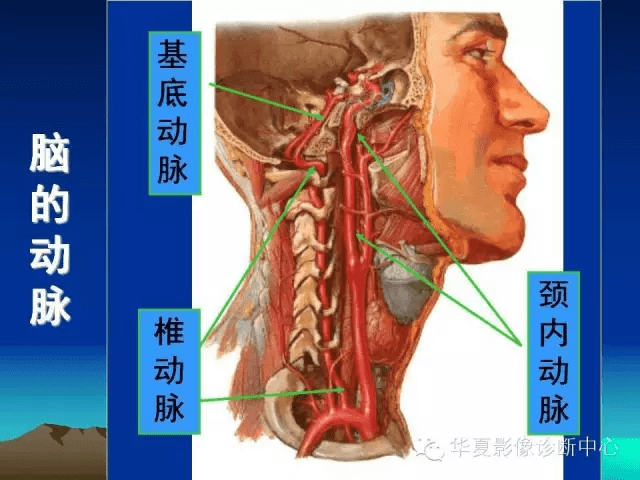 關於腦血管解剖你想要的都在這裡了