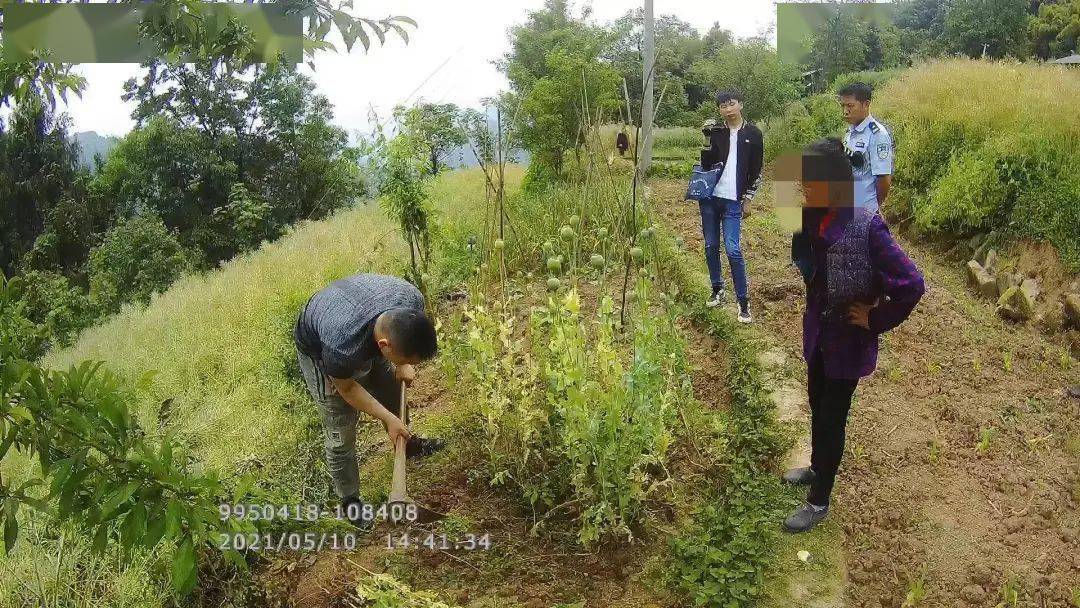 達州一村民種罌粟93餘株被查獲