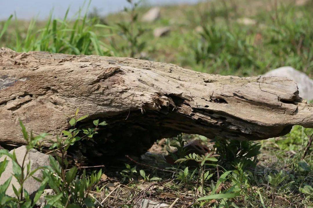野草|中国摄影网签约摄影师深蓝：多余的地方