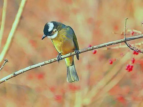 什么堂燕雀成语_燕雀处堂(3)