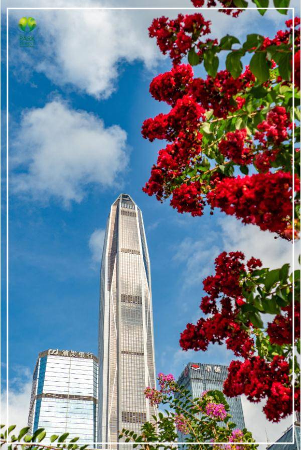 盛花期|“夏紫薇”，全城盛开！