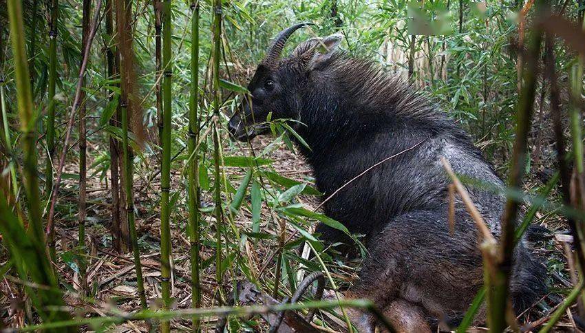 鬣羚的角像鹿不是鹿,蹄像牛不是牛,头像羊不是羊,尾像驴不是驴,因此又