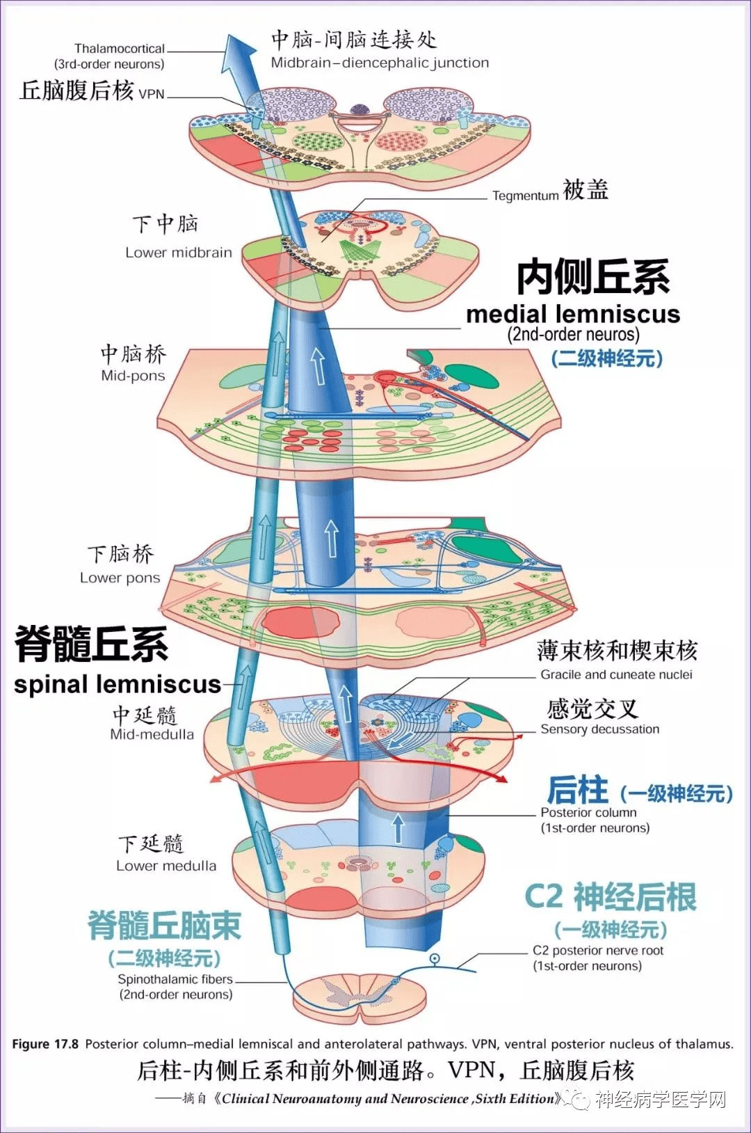 皮质核束传导示意图图片