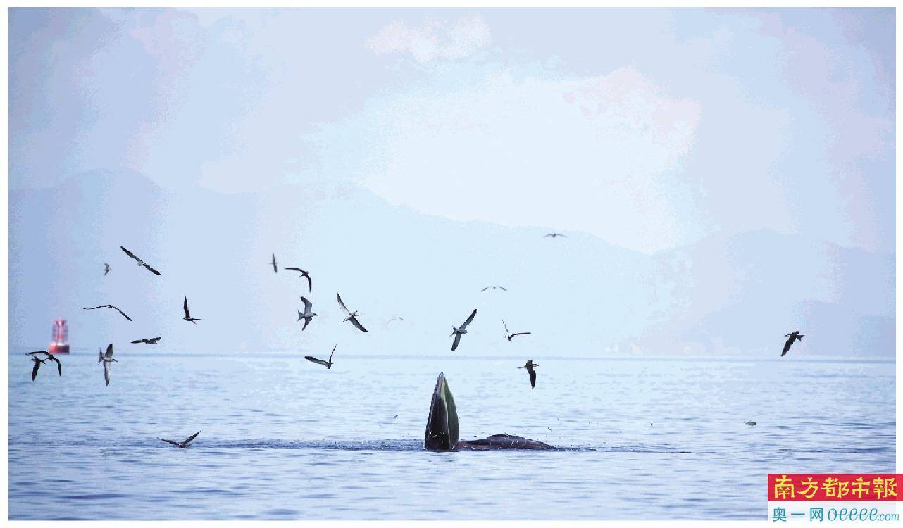 守护 小布 保护