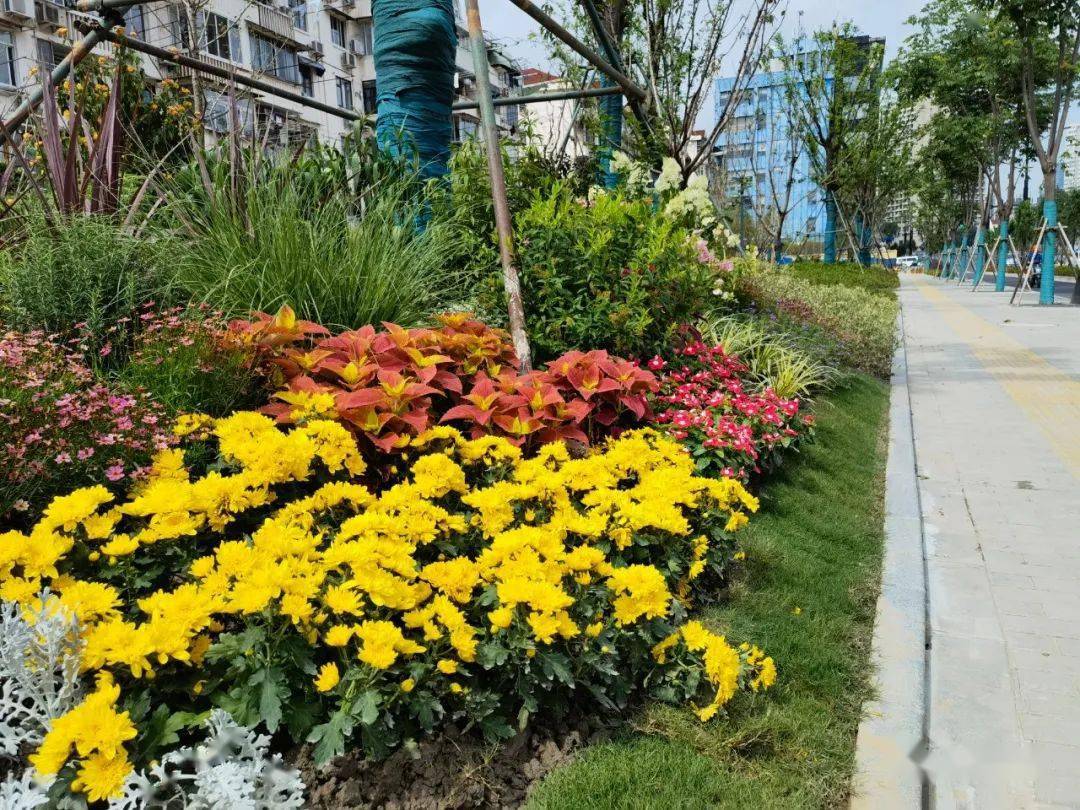 静安新增一处街心花园!超多花花,扮靓街景