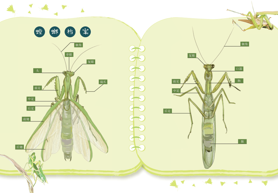 螳螂身体结构图图片