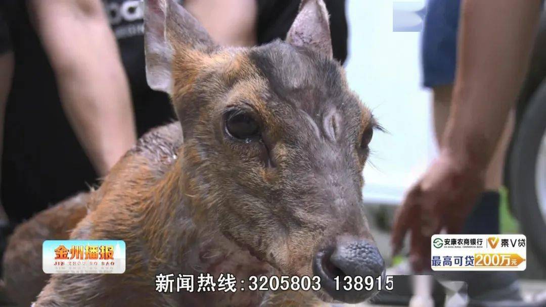 麂子被狗咬成重伤石泉热心群众接力救助