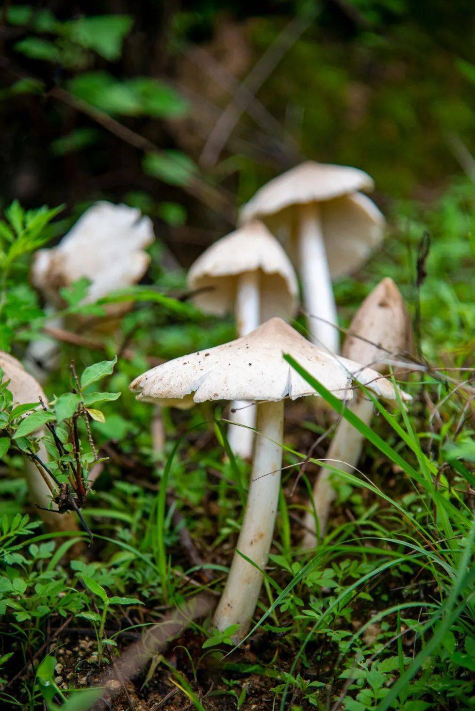 老沈找到了今天早上的第一窝鸡枞,七八个个头不一的灰色菌子或如撑开