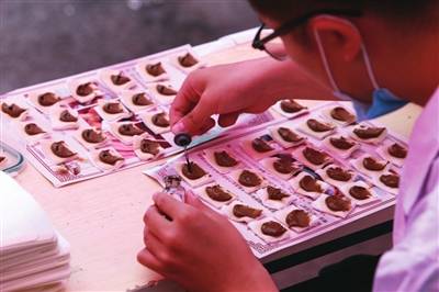 方案|7月11日，辽宁中医“三伏贴”走起