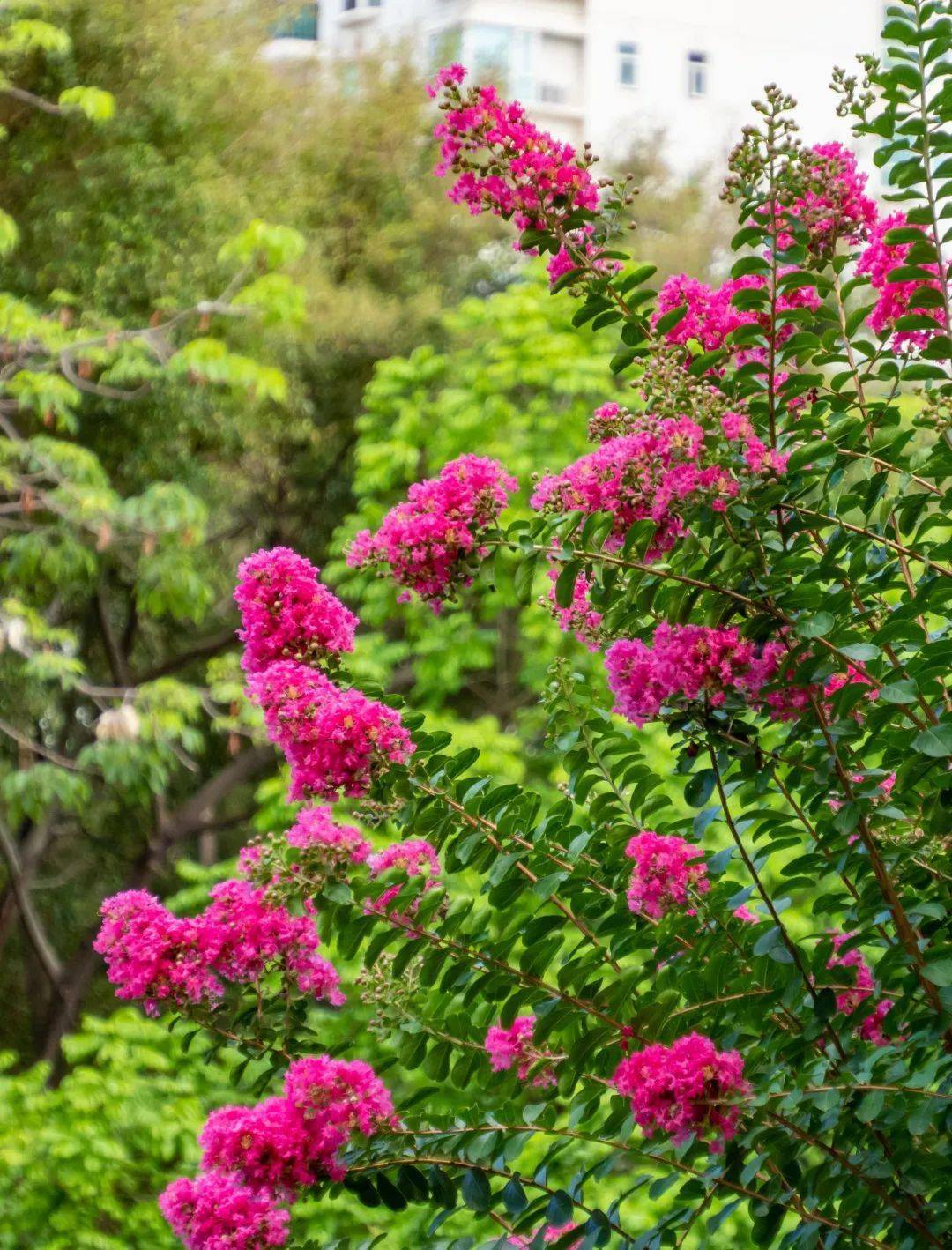 小叶紫薇别名痒痒花,痒痒树,紫金花,紫兰花,蚊子花,西洋水杨梅,百日红