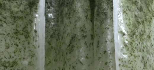 大力水手|女孩用15斤菠菜做了件衣服！网友：遇见大力水手咋办？