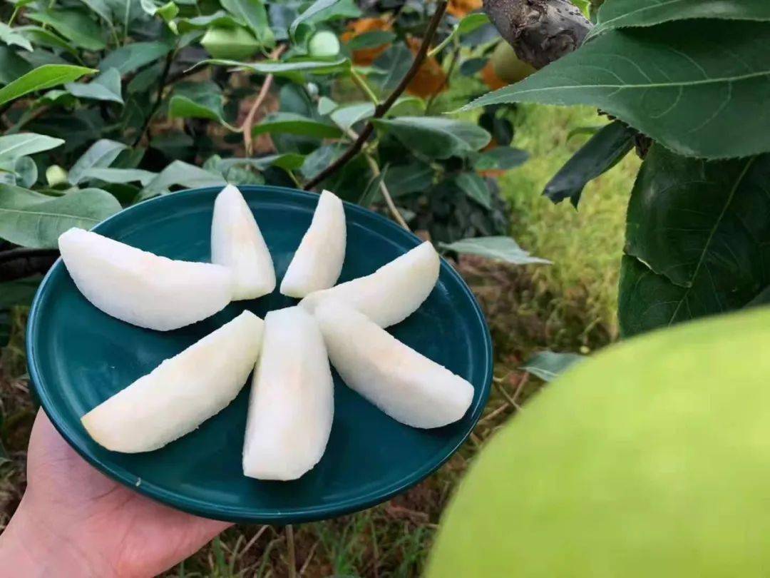 这款可以直接当水喝的雪梨来自江华瑶山