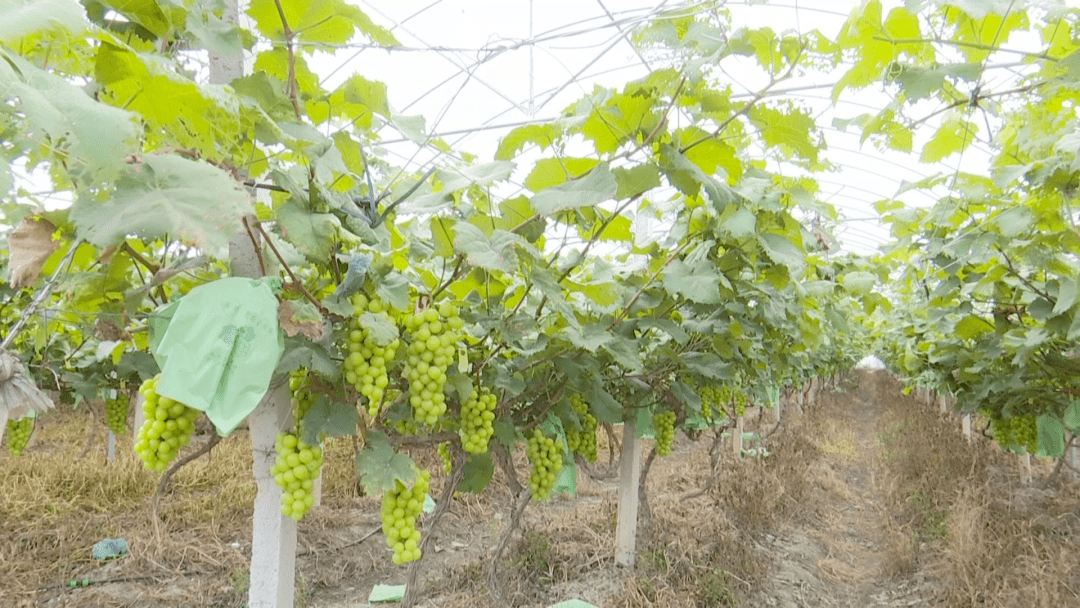 葡萄园负责人告诉记者,香印青提口感好,但种植过程需要果农倾注大量的