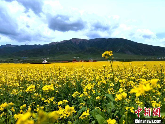 季节|青海门源万亩油菜“花毯”披覆大地 游客笑称“想打滚”