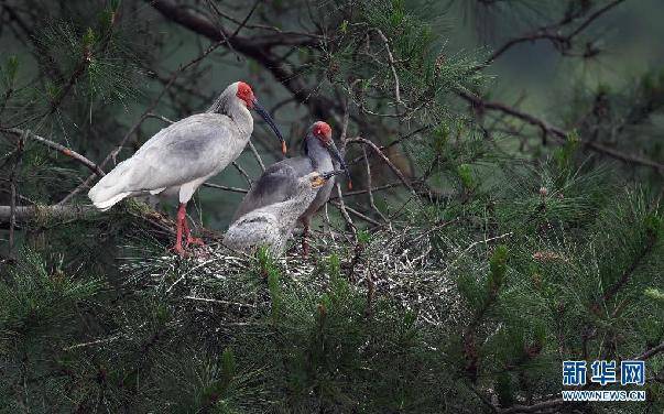 shows|Great story of China's ecology conservation efforts one after another