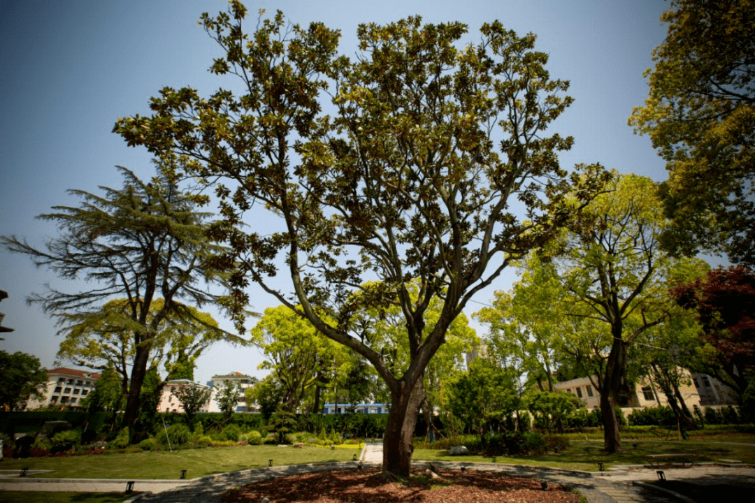 走进沈家花园,寻找一株历经轰炸放火依旧枝繁叶茂的广玉兰_奉贤区