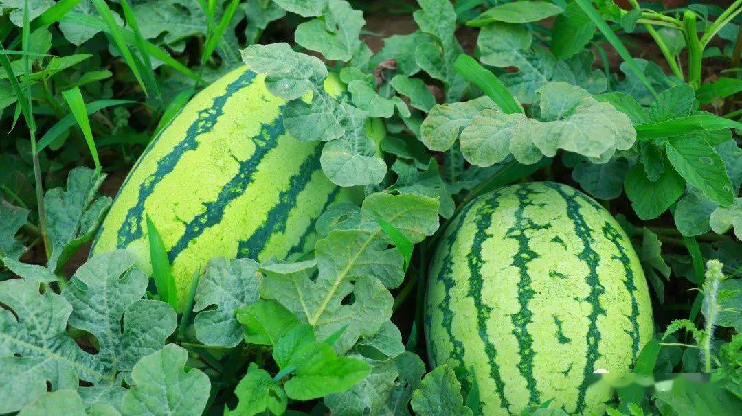 品乡村之美含糖量高含金量更高临夏市折桥镇西瓜产业转型升级的探索