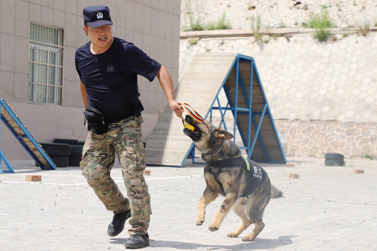 又萌又剛的西吉警犬:聽得懂雙語 玩得來跑步機