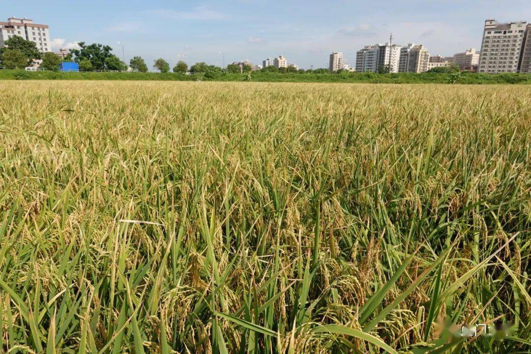 虎门这个地方的早稻收割啦_水稻