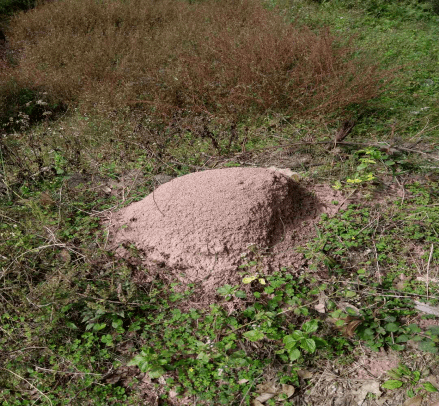 视频永安乡下路边拱起的小土包棍子搅一搅密密麻麻倾巢而出