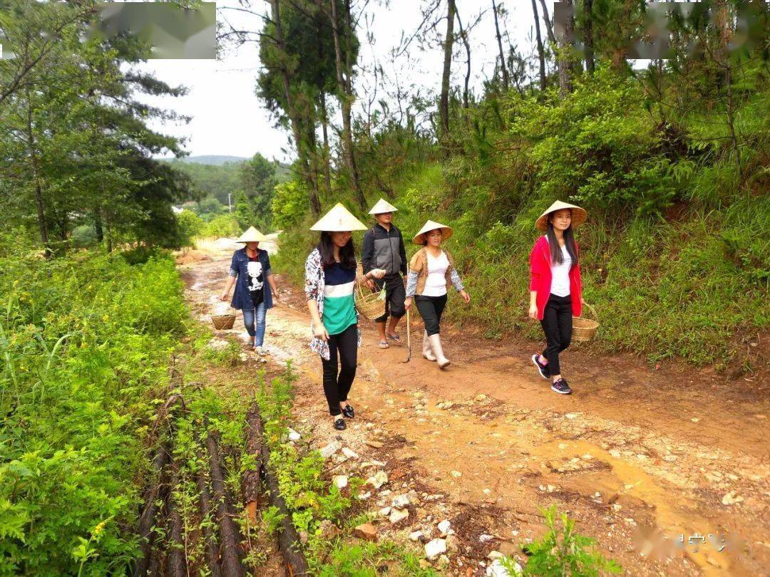 保山|走,到四角田找菌子克~_昌宁县
