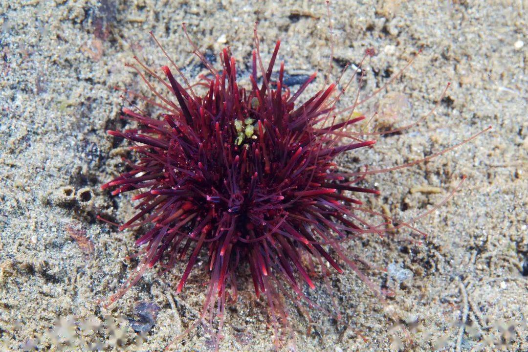 海洋科普1494海胆