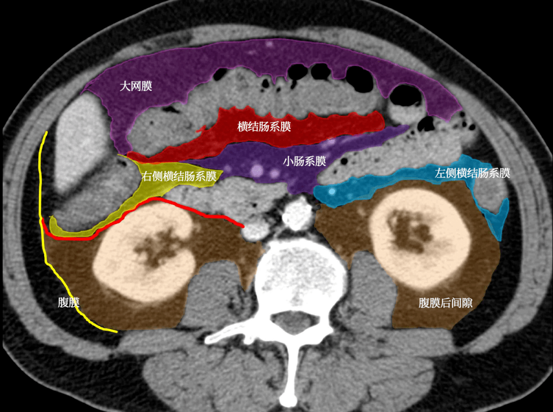 这样的解剖结构容易忘?重新认识肠系膜