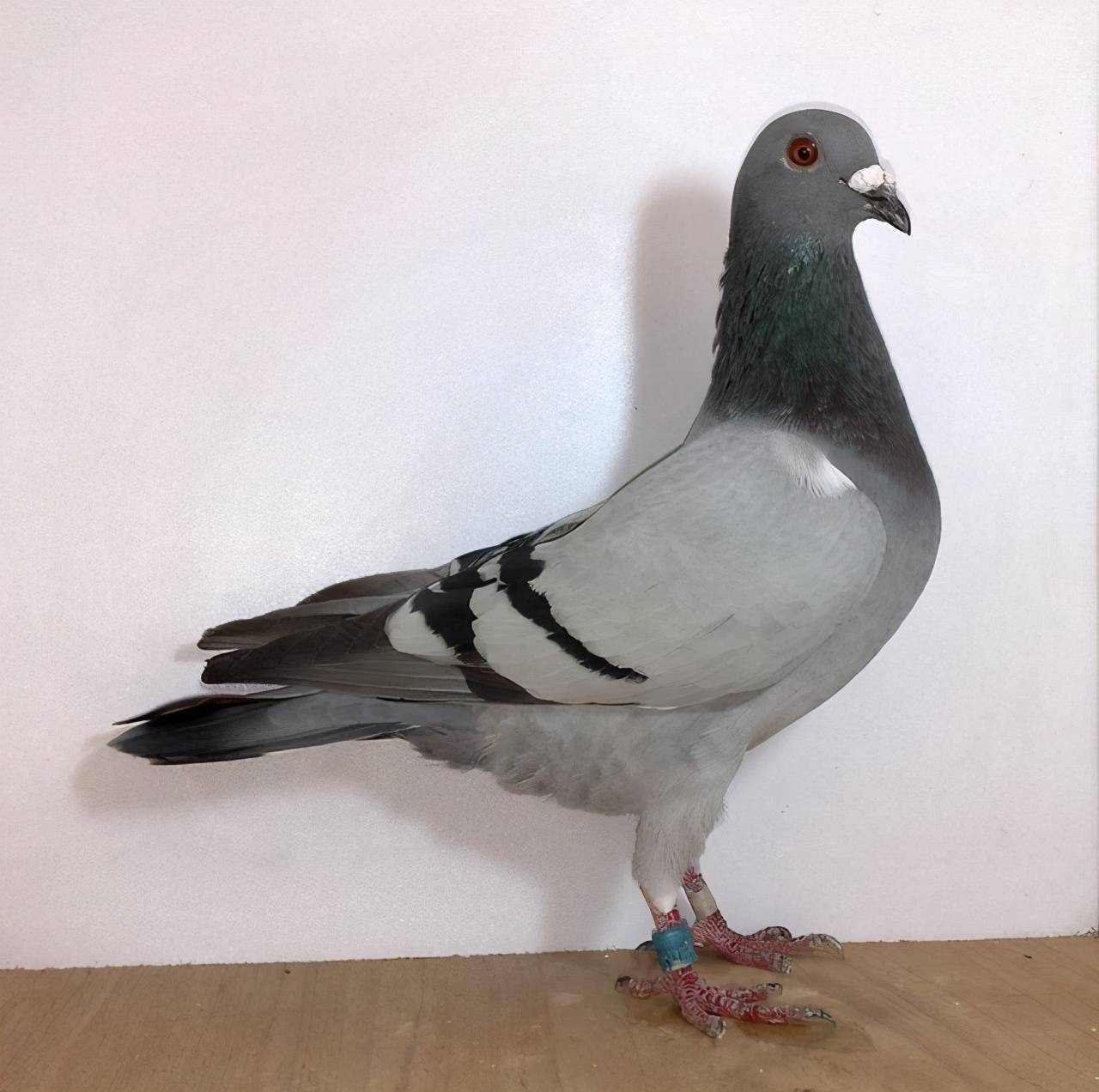 小心用药过度导致鸽子出现这样的问题_比赛