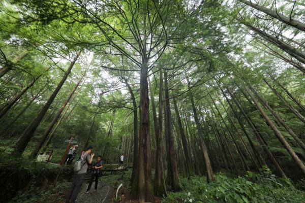 观光|清凉鸡公山