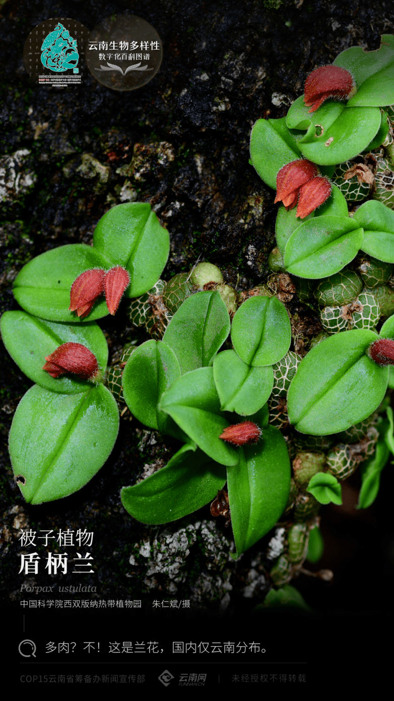 云南生物多样性数字化百科图谱被子植物盾柄兰多肉不这是兰花国内仅
