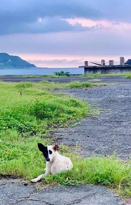 路过瞥见一只太极脸狗狗,网友以为自己看花眼,再一看笑喷!