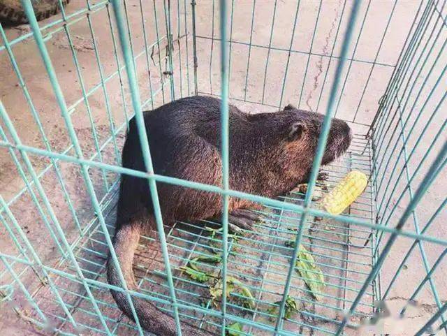 太原小店發現一隻海狸鼠:屬南美洲物種,已送至太原動物園