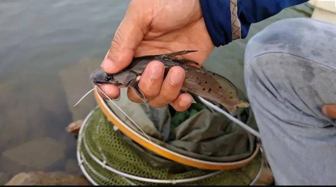 国内钓到牢底坐穿鱼一定要放生罚款事小可别丢钓鱼人的脸