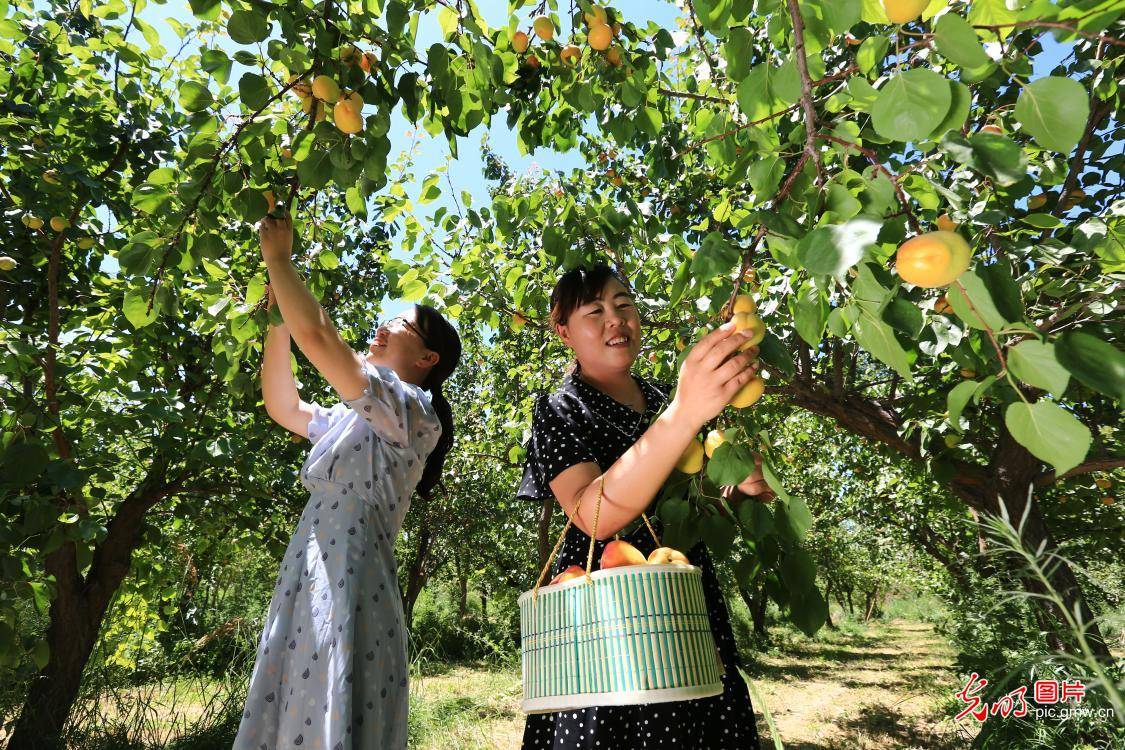 and|Apricots harvested in NW China's Gansu Province