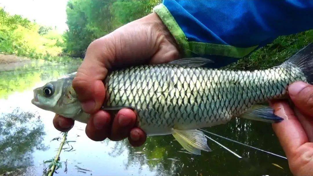 国内钓到牢底坐穿鱼一定要放生罚款事小可别丢钓鱼人的脸