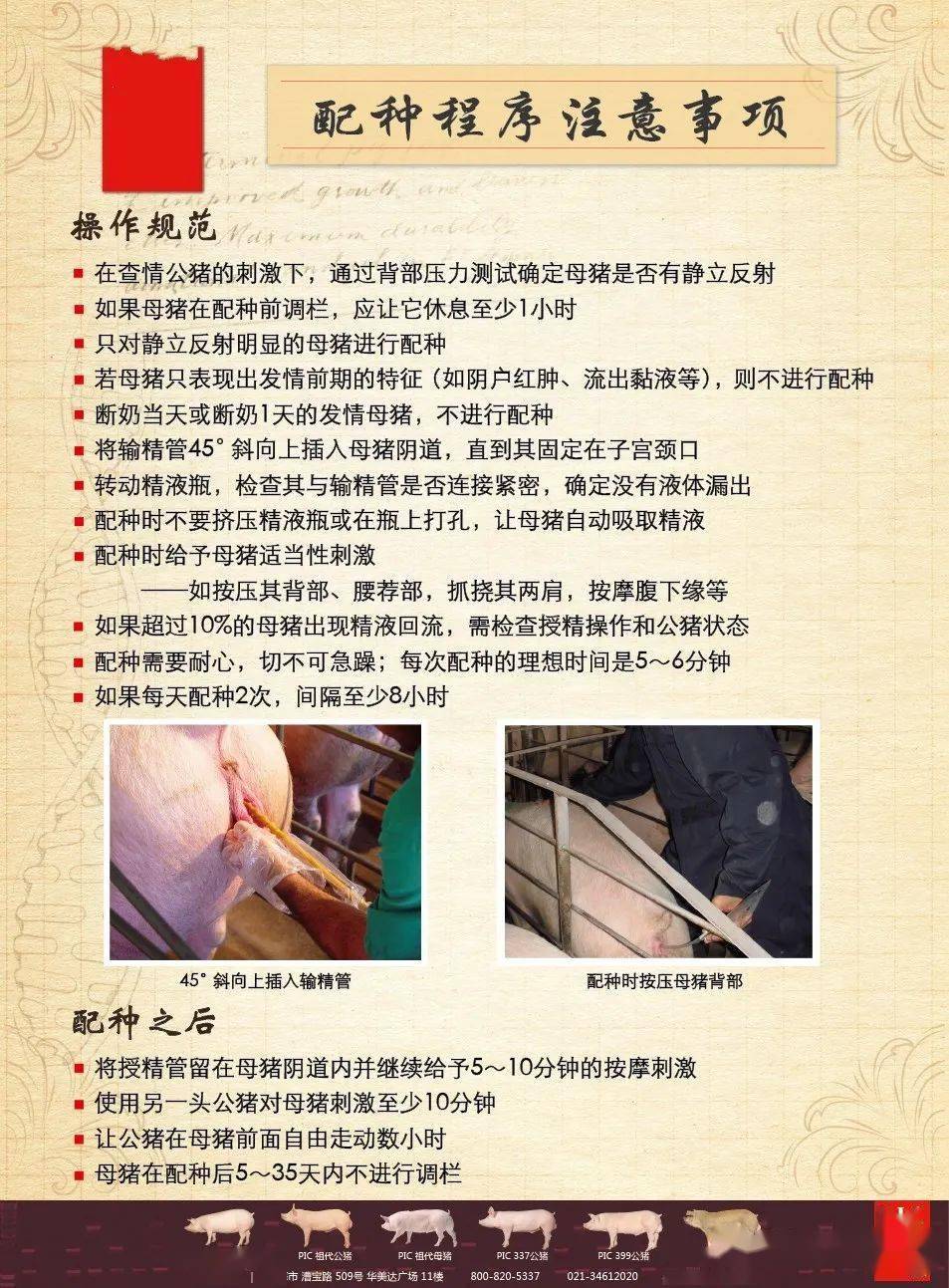 01 子宫颈人工输精时,必须有公猪在场;并对母猪进行压背或按摩.