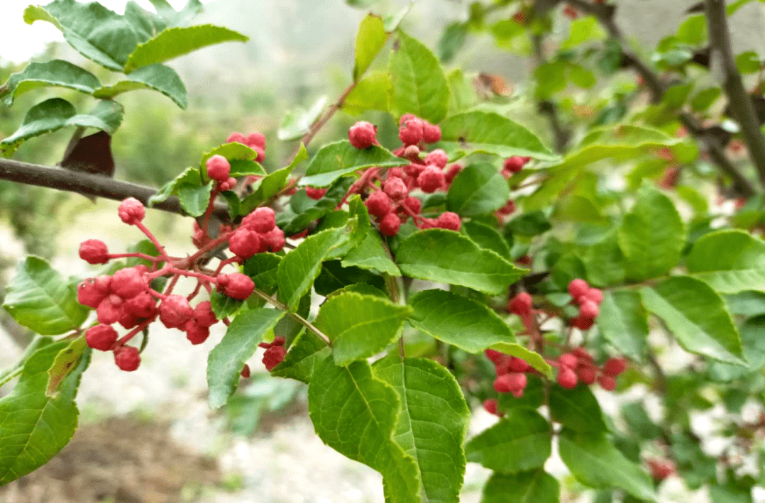 红旗乡:退耕巧种致富树 这里花椒别样红